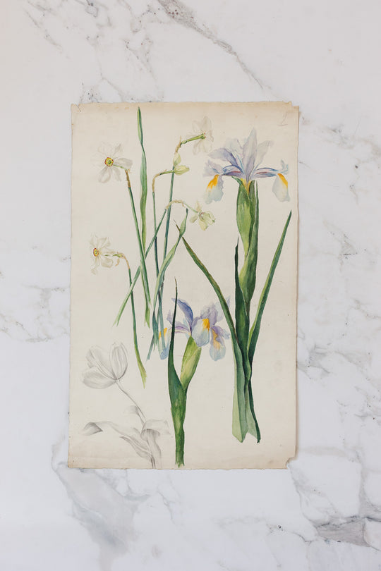 pair of 1920s french botanical watercolour studies i — Jeanne Ginestet