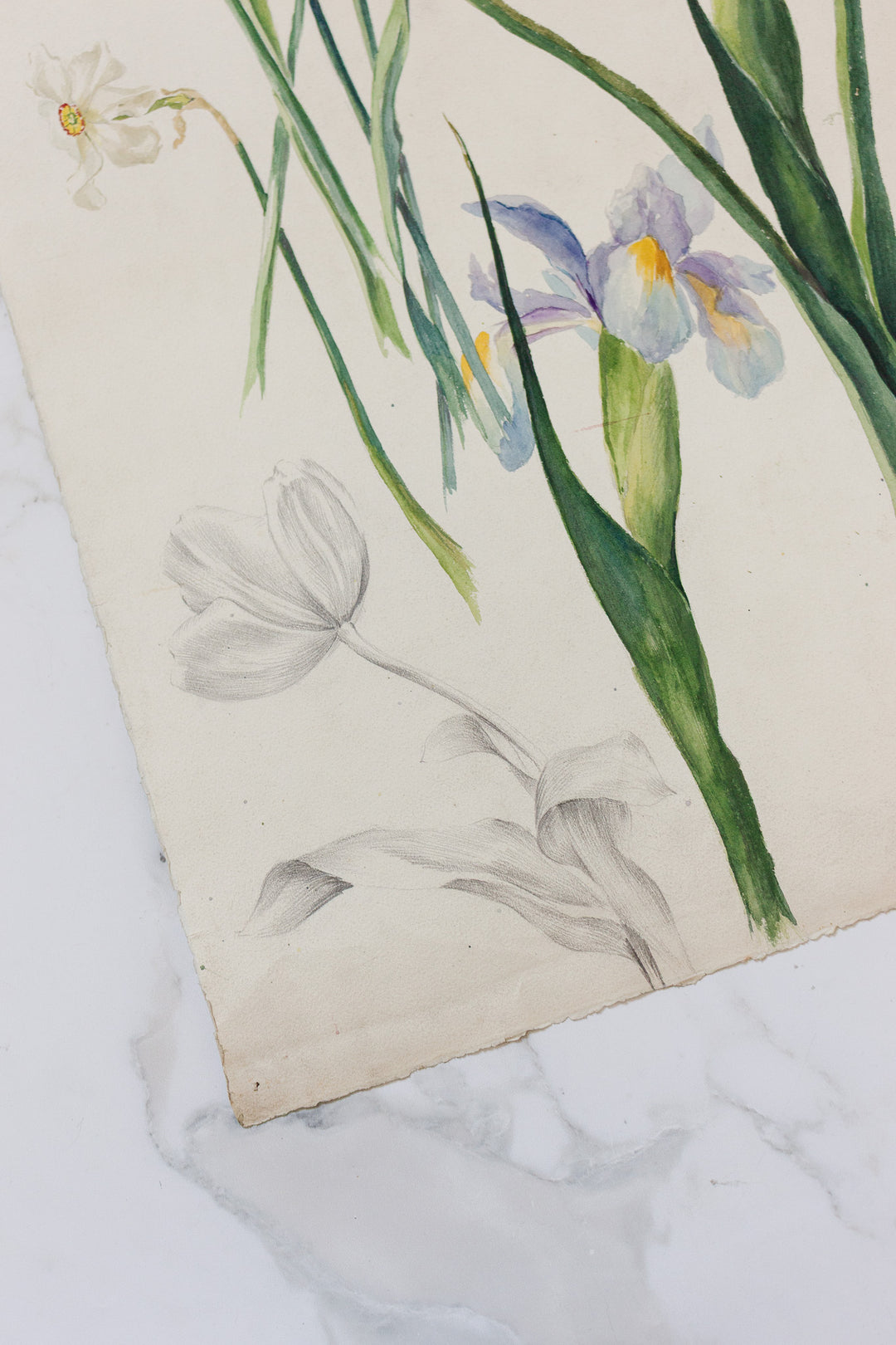 pair of 1920s french botanical watercolour studies i — Jeanne Ginestet