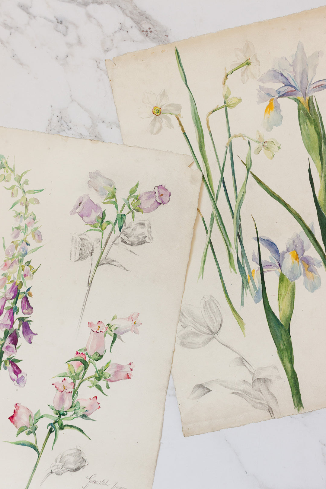pair of 1920s french botanical watercolour studies i — Jeanne Ginestet