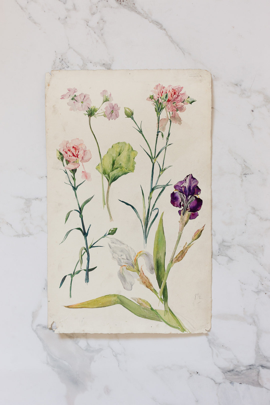 pair of 1920s french floral watercolour studies on paper