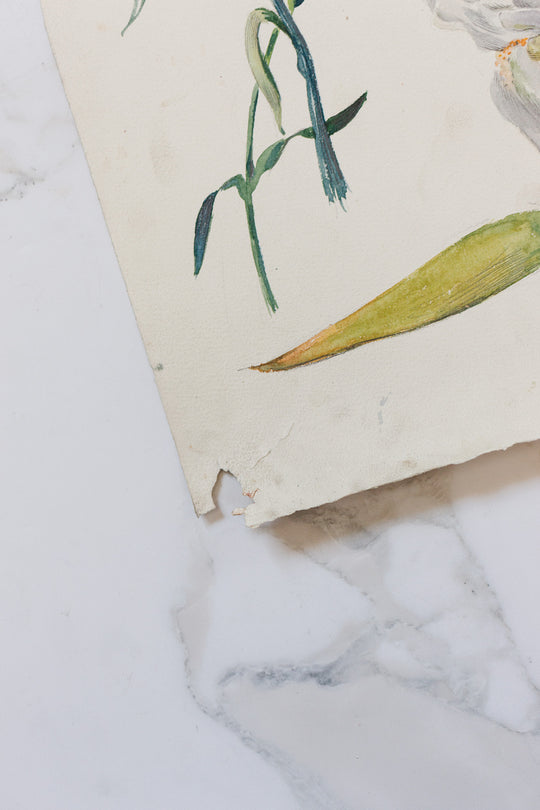 pair of 1920s french floral watercolour studies on paper