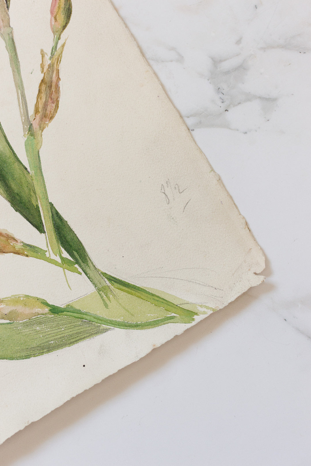 pair of 1920s french floral watercolour studies on paper