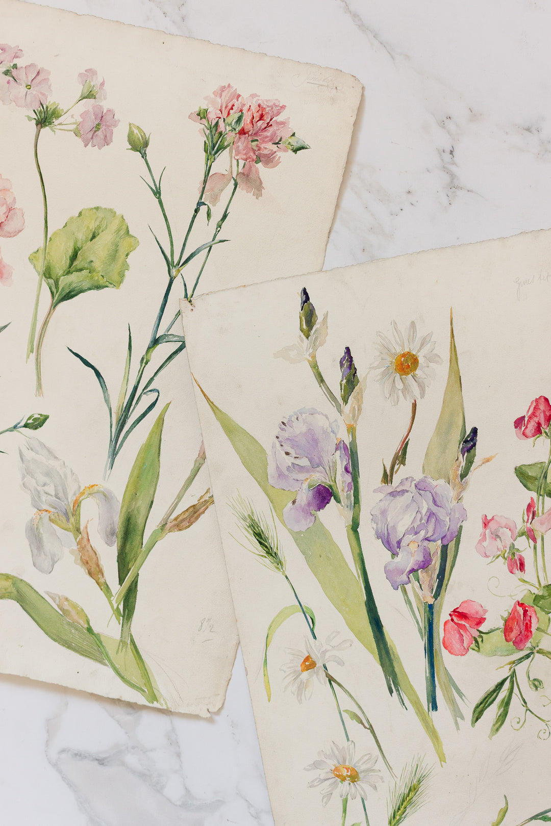 pair of 1920s french floral watercolour studies on paper