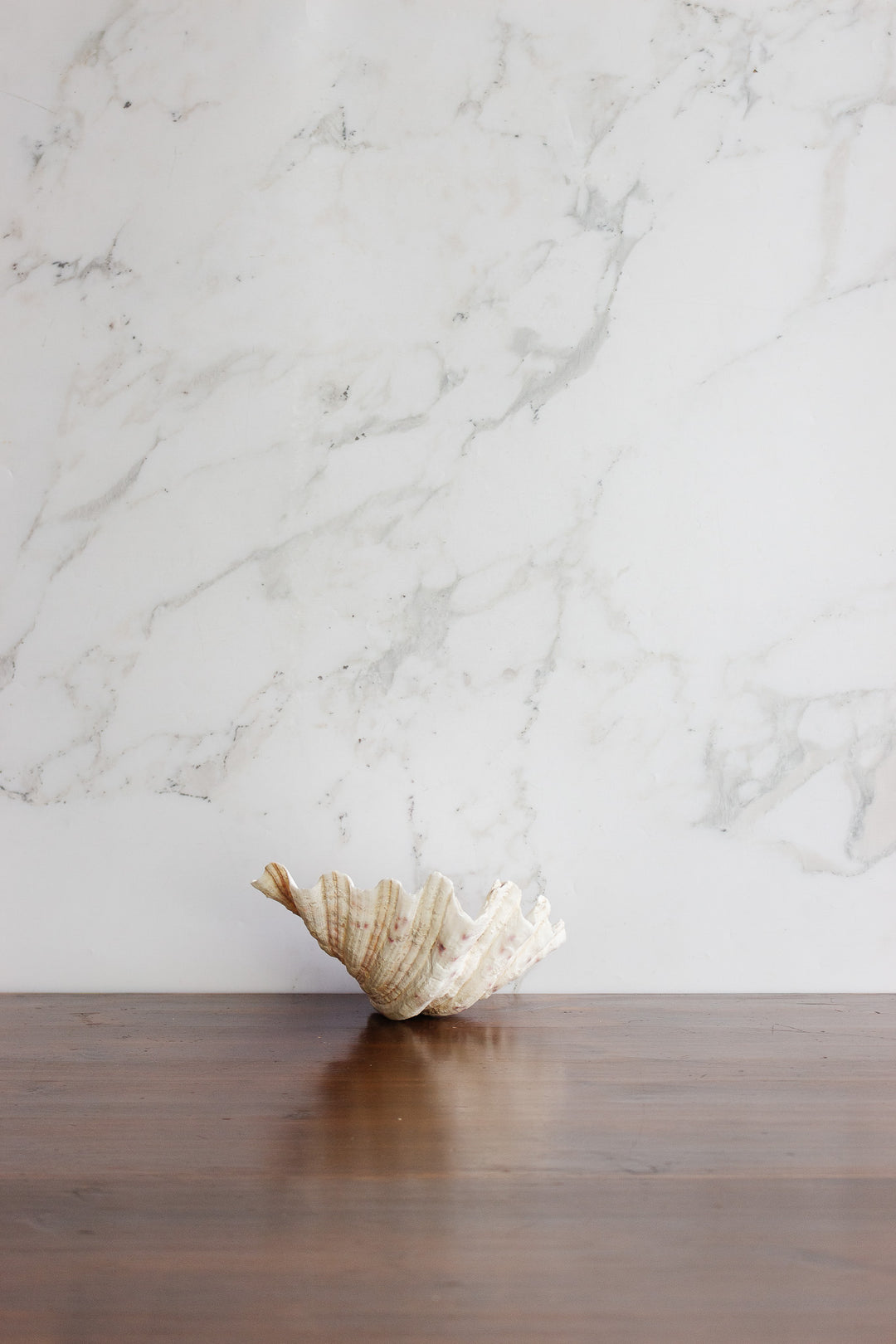 antique natural giant clam shell