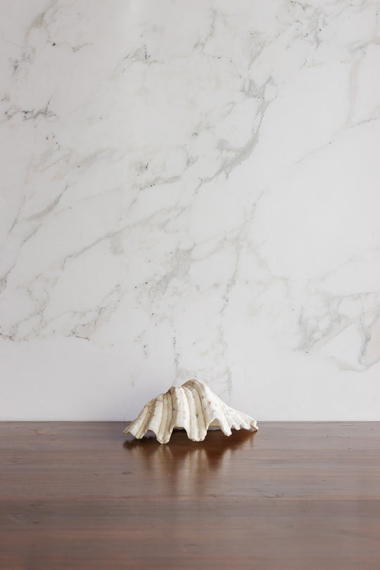 antique natural giant clam shell