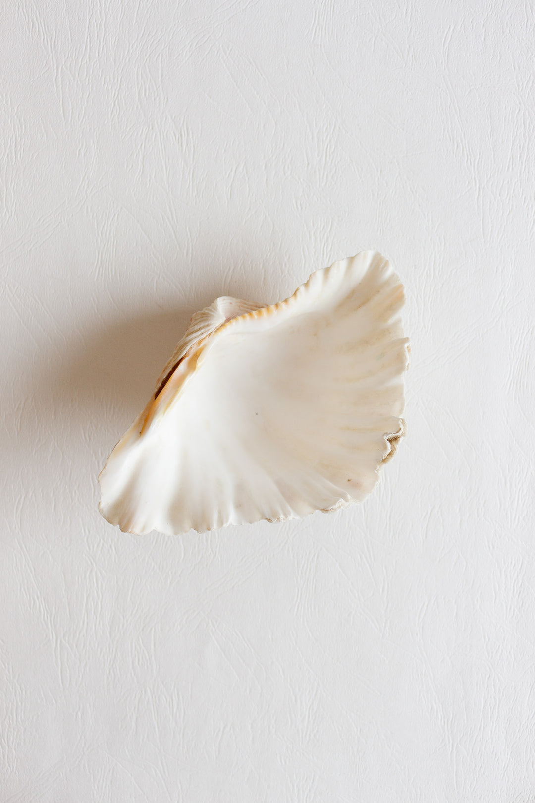 antique natural giant clam shell