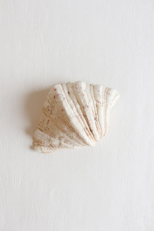 antique natural giant clam shell