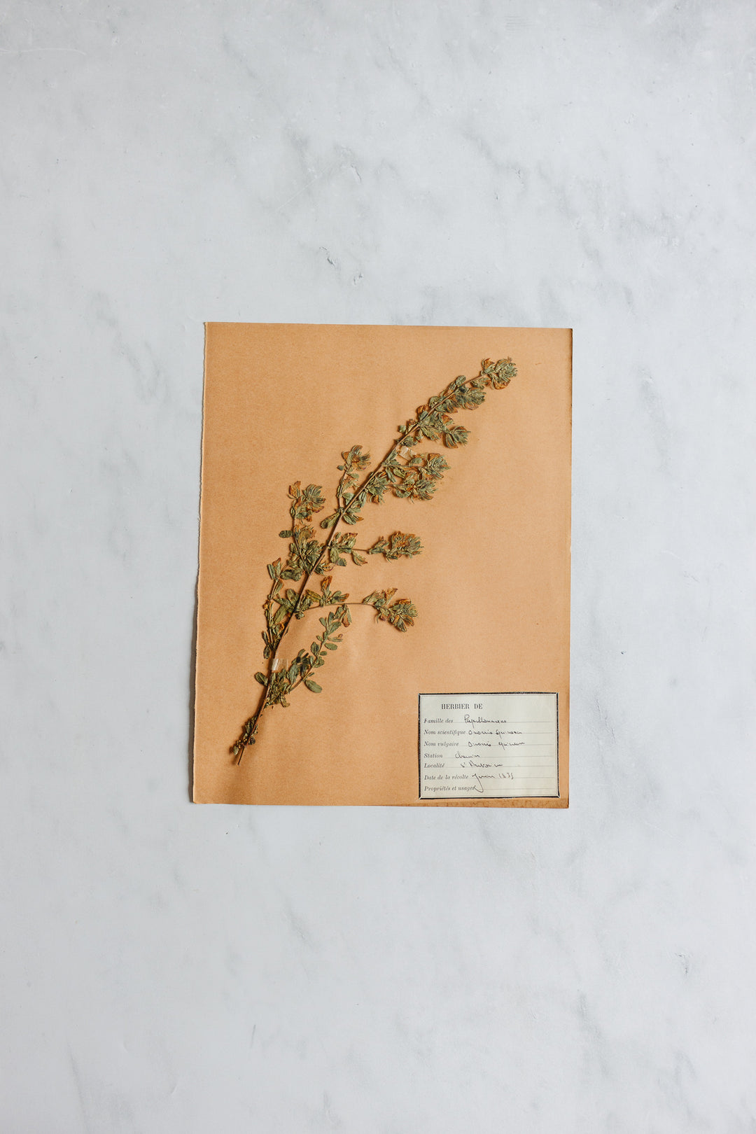 1930s French unframed botanical samples