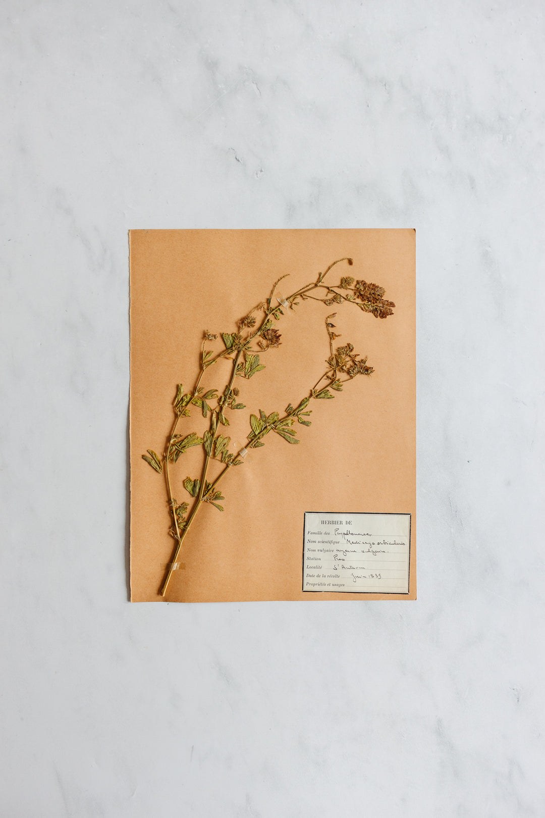 1930s French unframed botanical samples