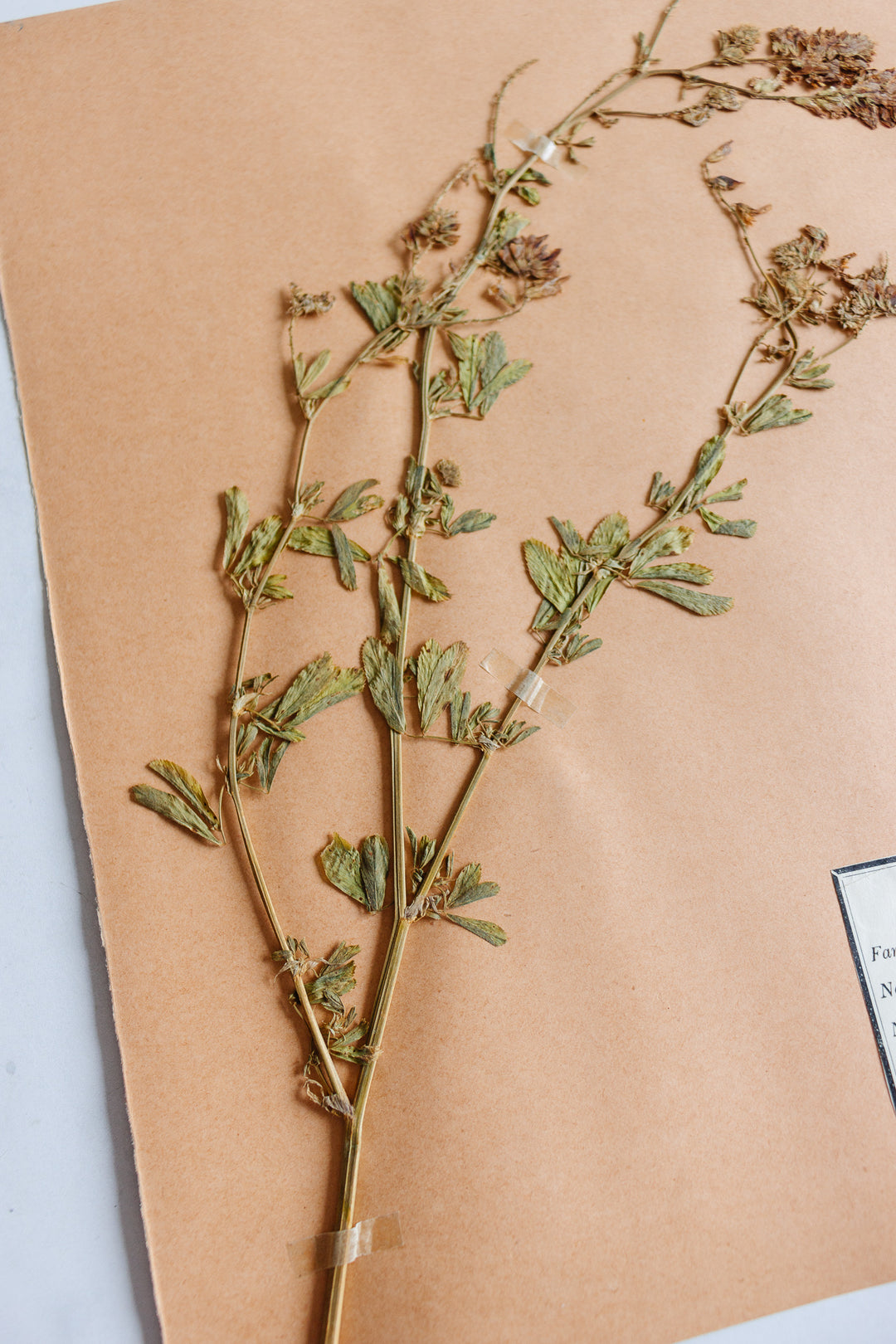 1930s French unframed botanical samples