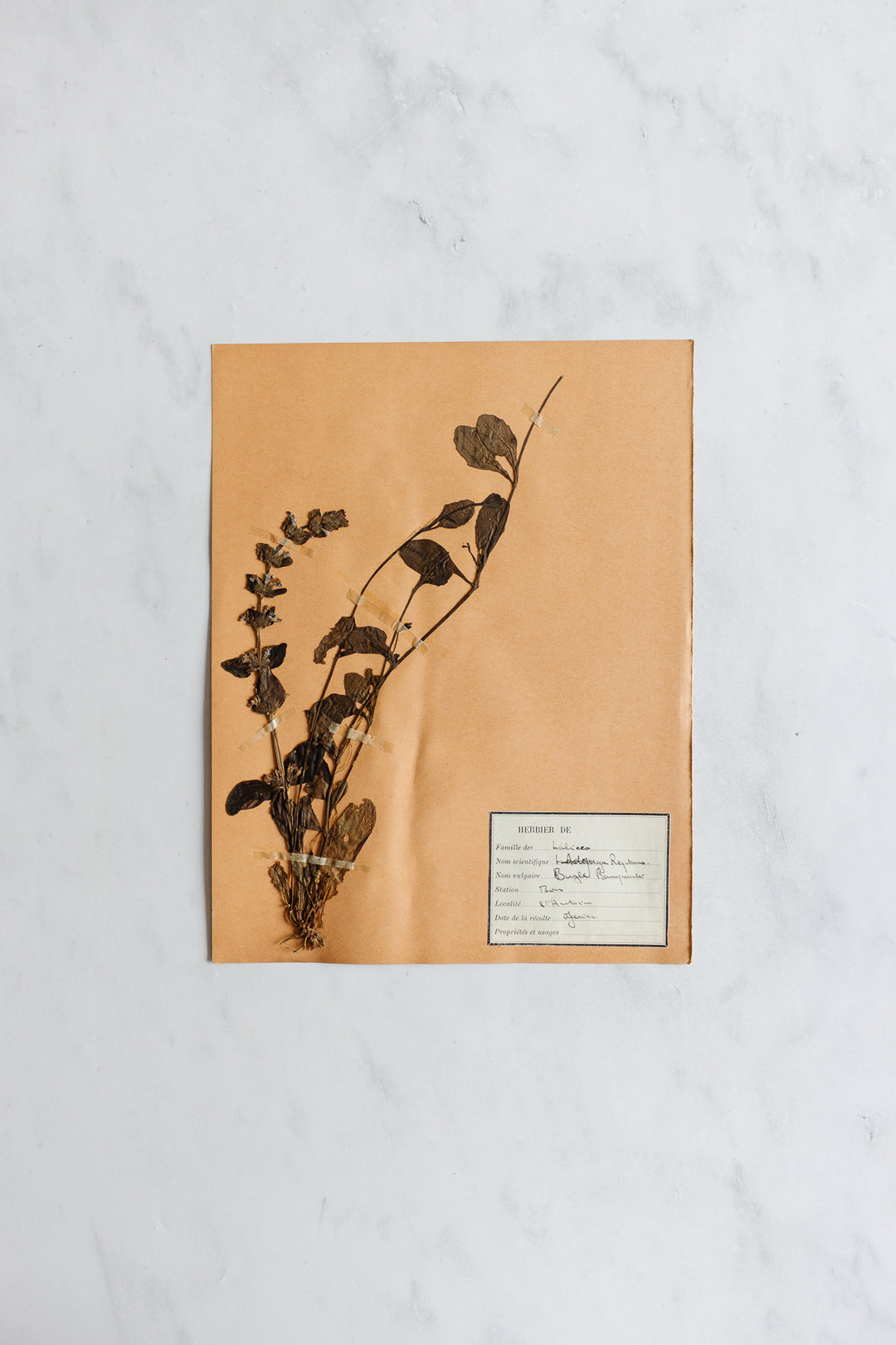 1930s French unframed botanical samples