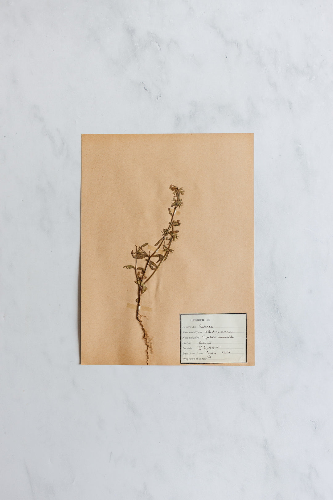 1930s French unframed botanical samples