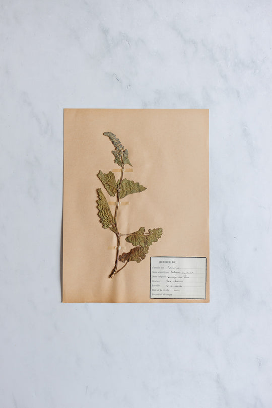 1930s French unframed botanical samples