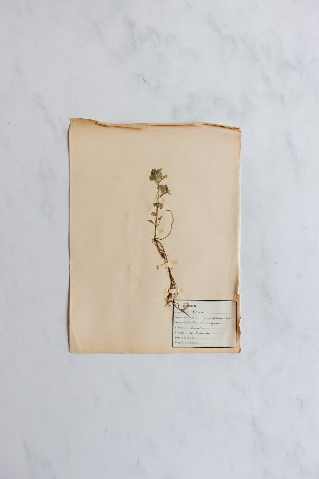 1930s French unframed botanical samples