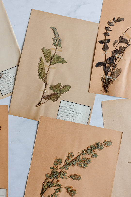 1930s French unframed botanical samples