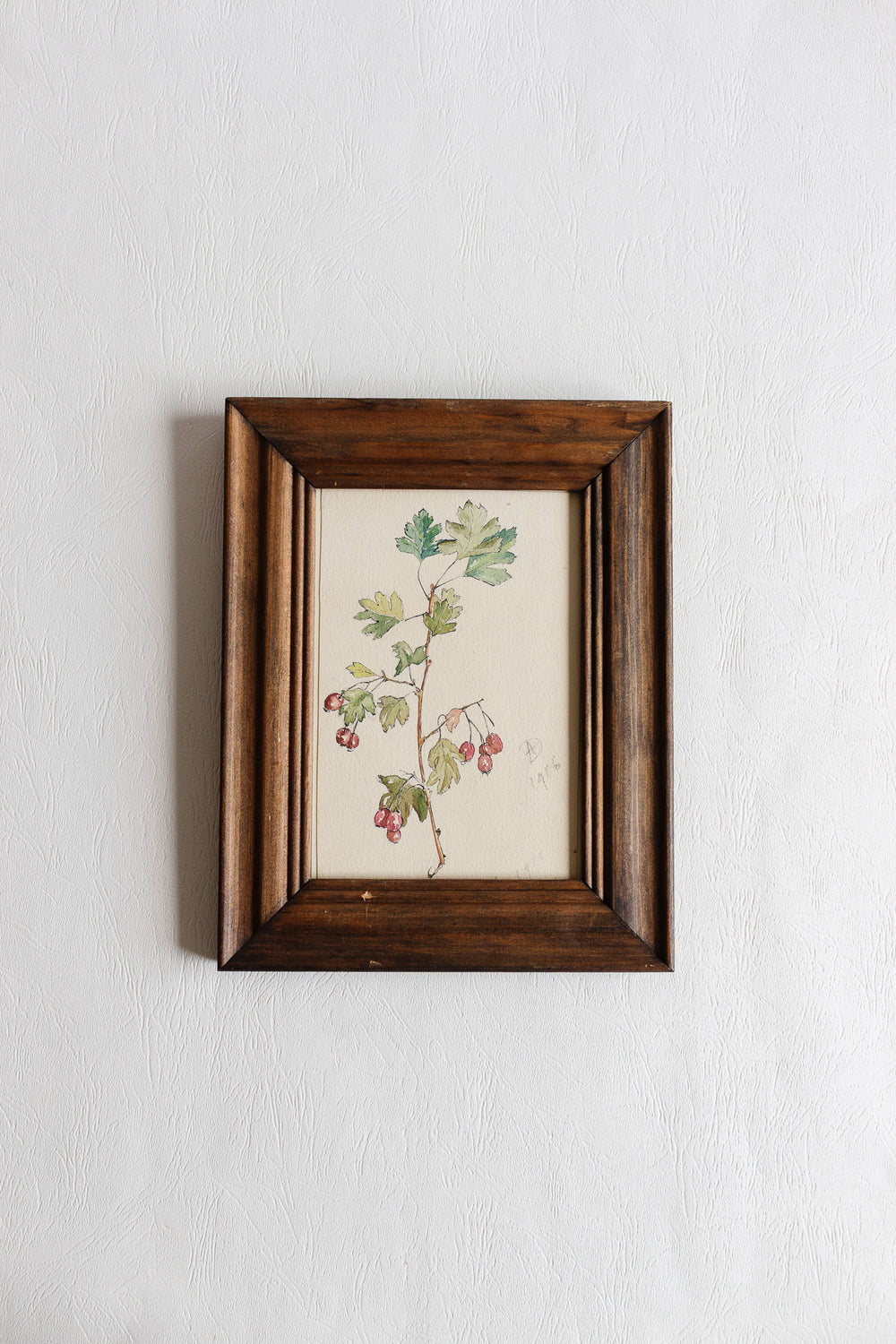 1916 watercolour of hawthorn branch