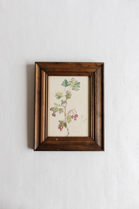 1916 watercolour of hawthorn branch