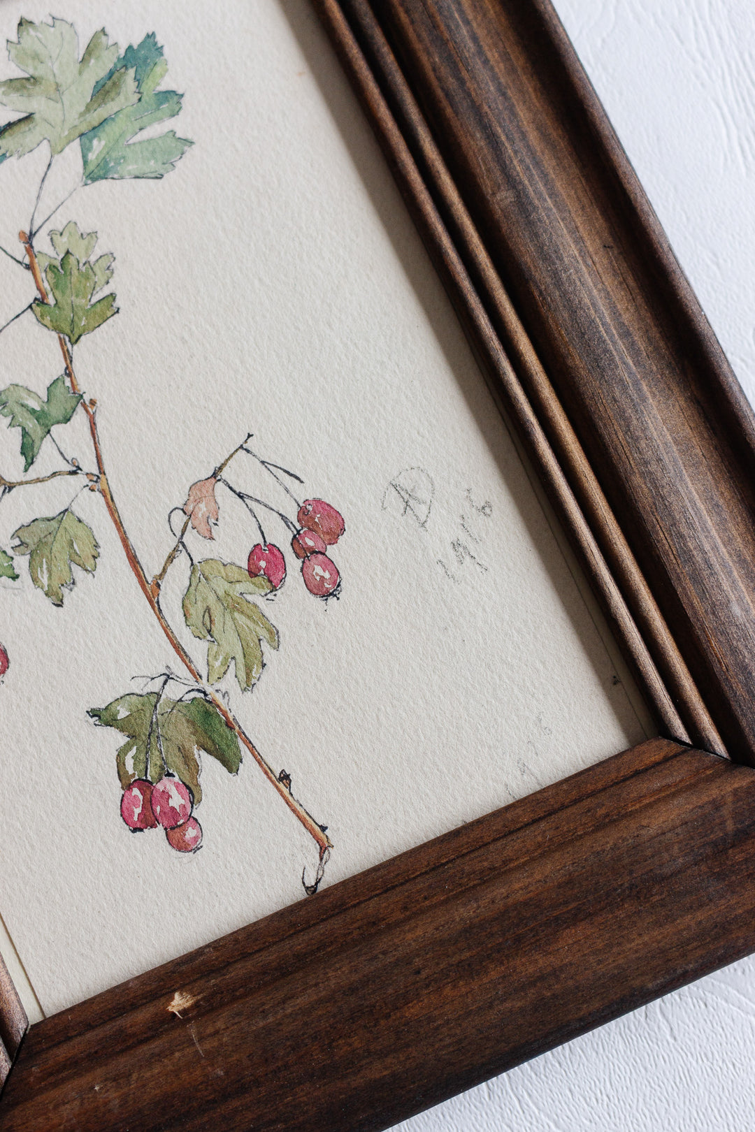 1916 watercolour of hawthorn branch