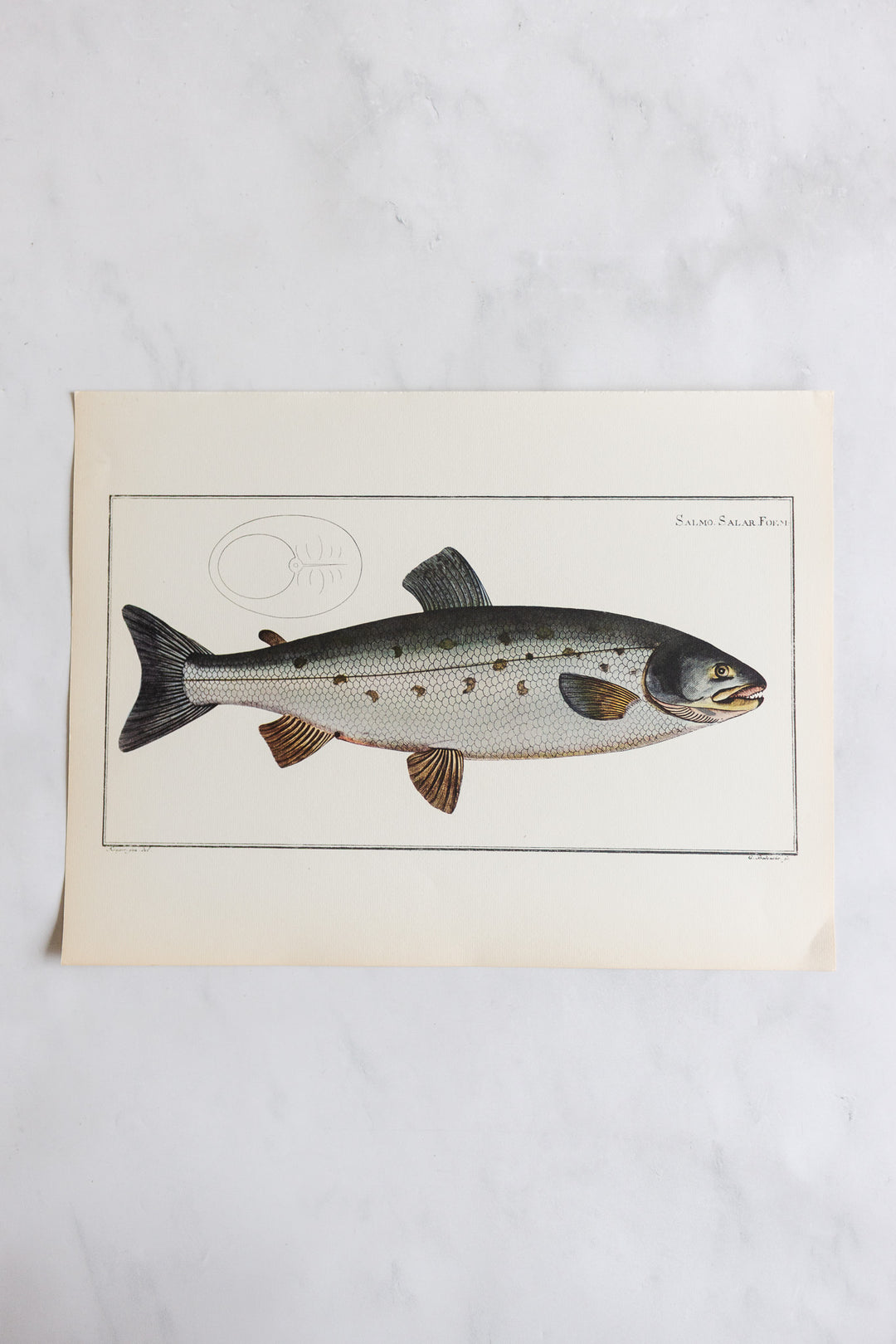 rare midcentury “des poissons” lithographs