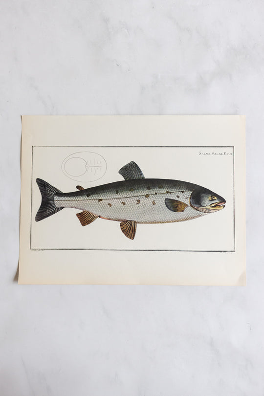 rare midcentury “des poissons” lithographs