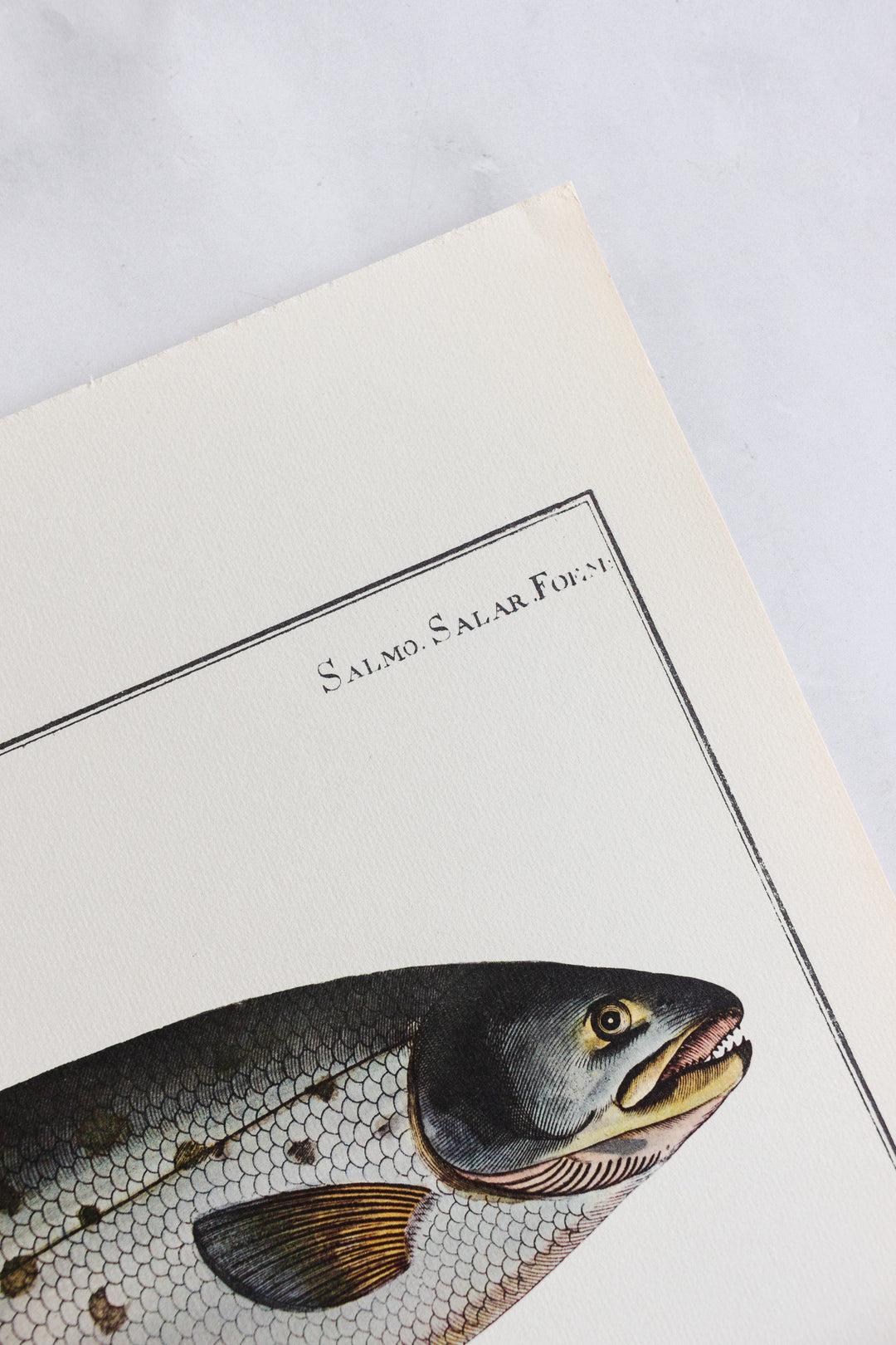 rare midcentury “des poissons” lithographs