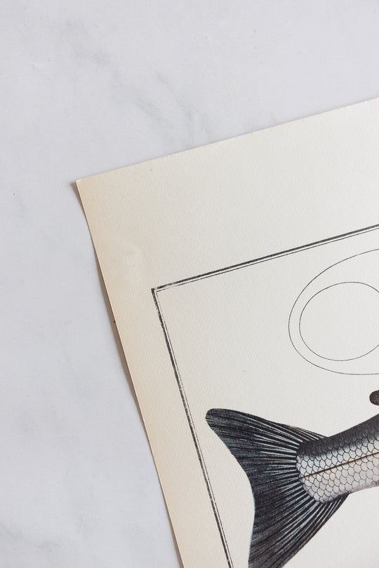 rare midcentury “des poissons” lithographs