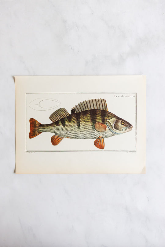 rare midcentury “des poissons” lithographs