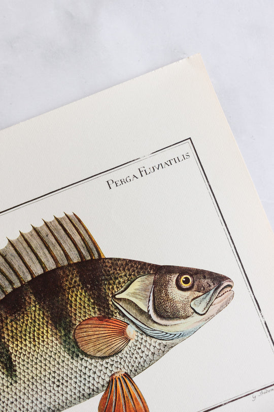 rare midcentury “des poissons” lithographs