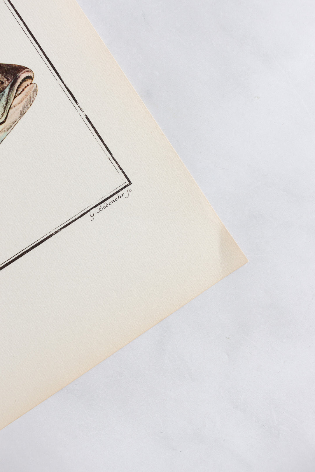 rare midcentury “des poissons” lithographs