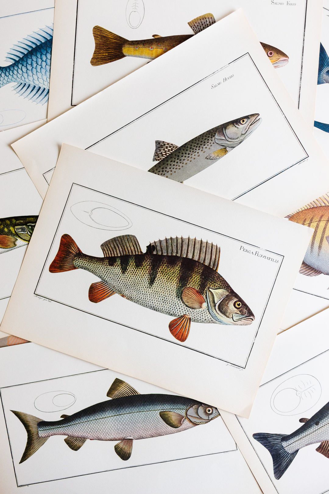 rare midcentury “des poissons” lithographs