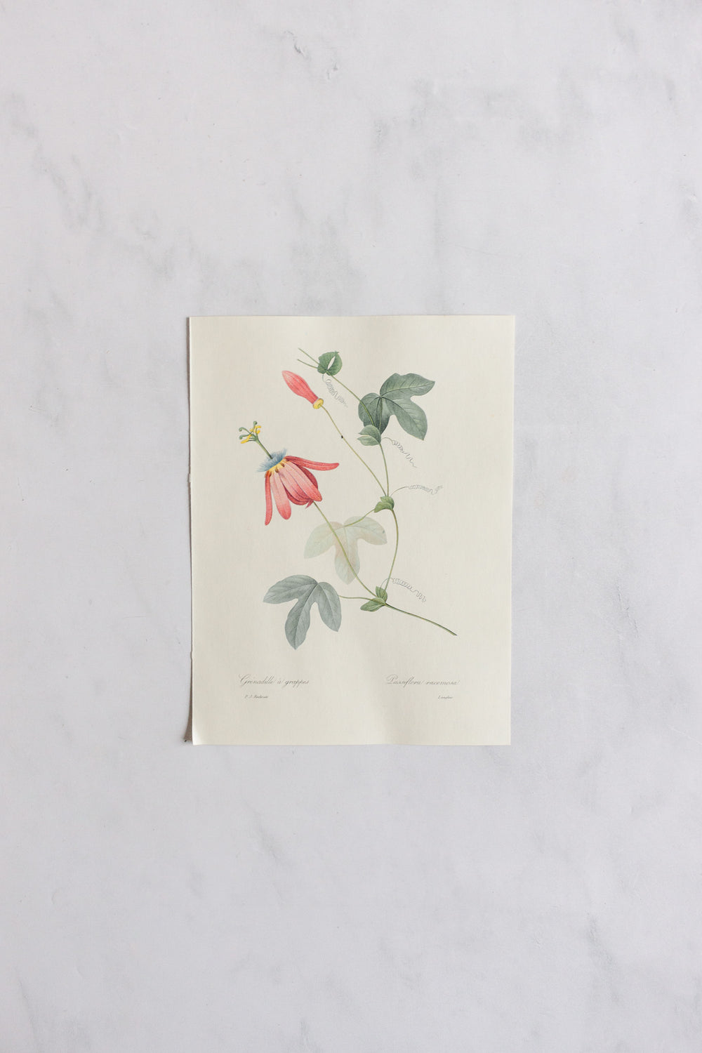 1950s french PJ Redouté botanical lithograph: fleurs et fruits