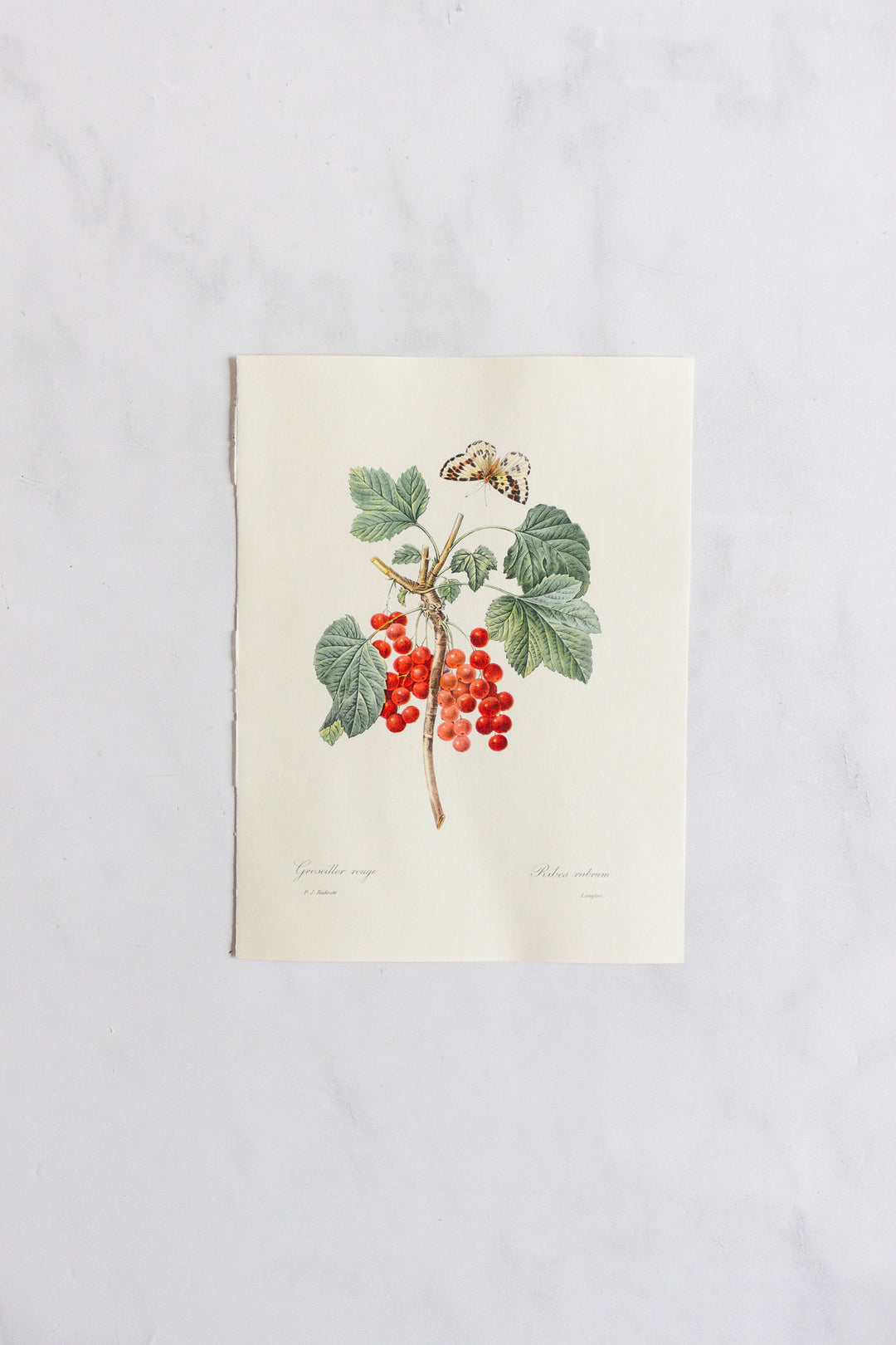 1950s french PJ Redouté botanical lithograph: fleurs et fruits