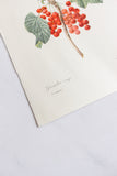 1950s french PJ Redouté botanical lithograph: fleurs et fruits