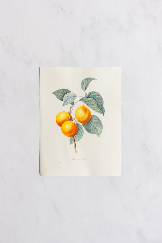 1950s french PJ Redouté botanical lithograph: fleurs et fruits