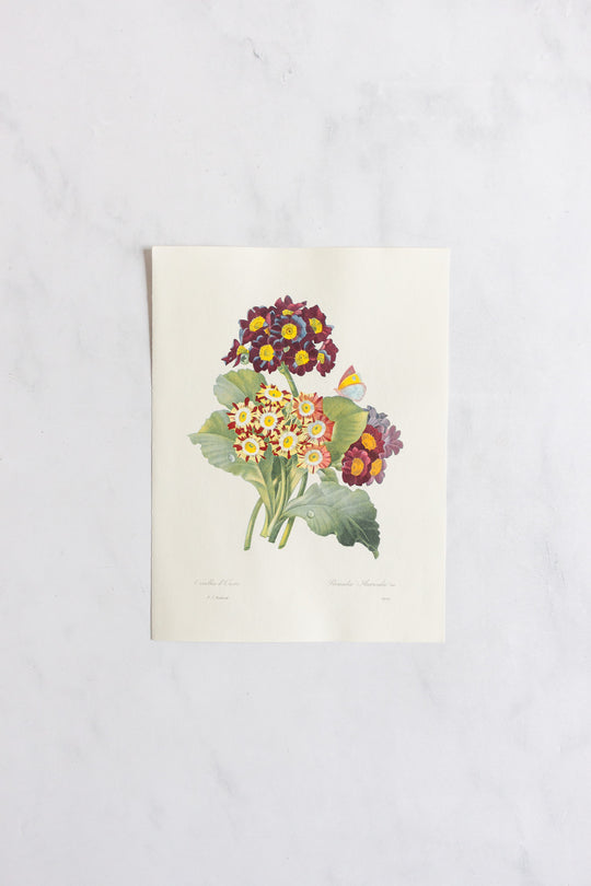 1950s french PJ Redouté botanical lithograph: fleurs et fruits