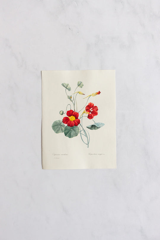 1950s french PJ Redouté botanical lithograph: fleurs et fruits