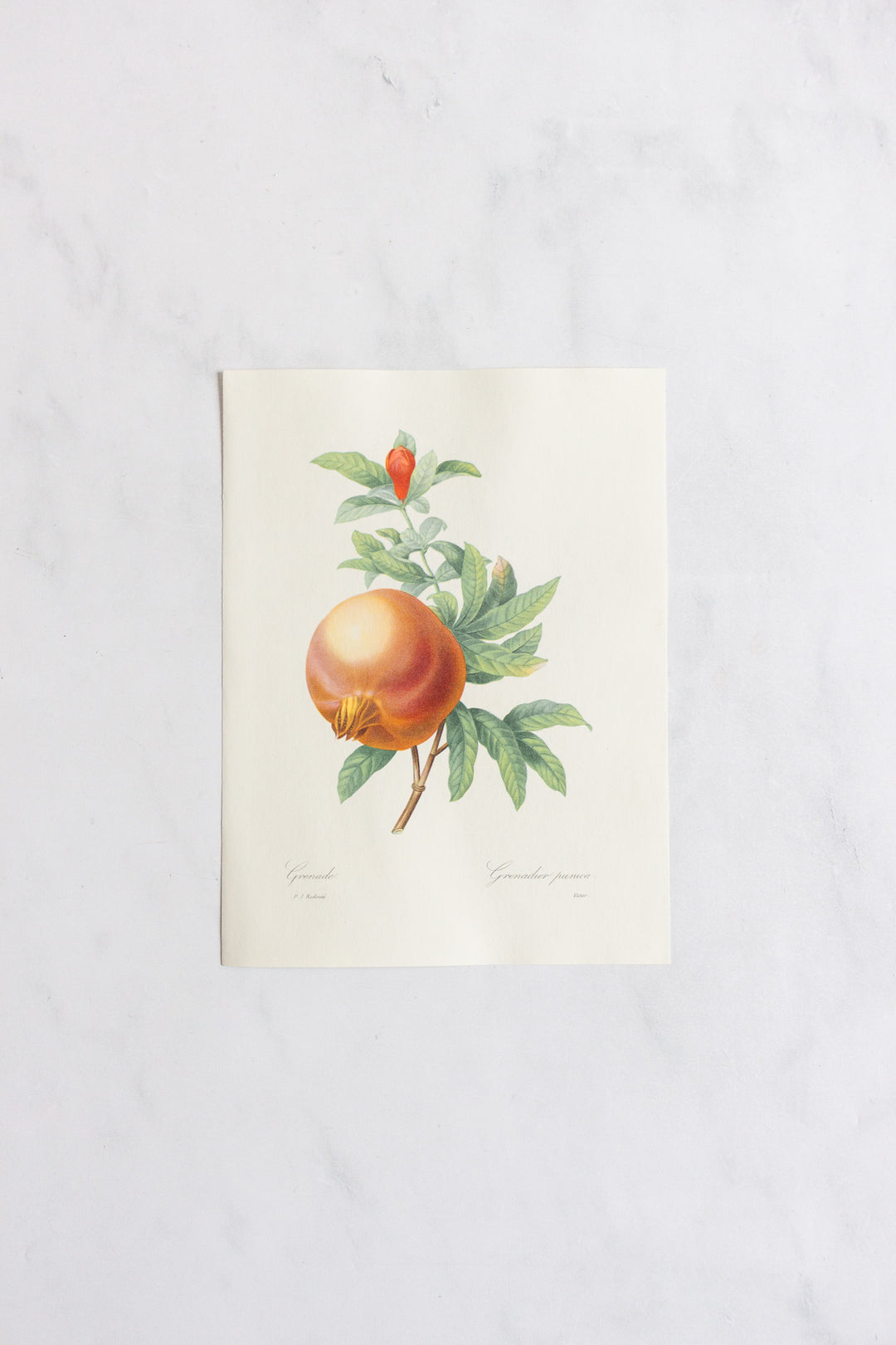 1950s french PJ Redouté botanical lithograph: fleurs et fruits