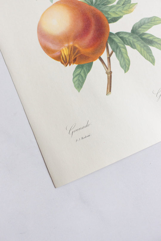 1950s french PJ Redouté botanical lithograph: fleurs et fruits