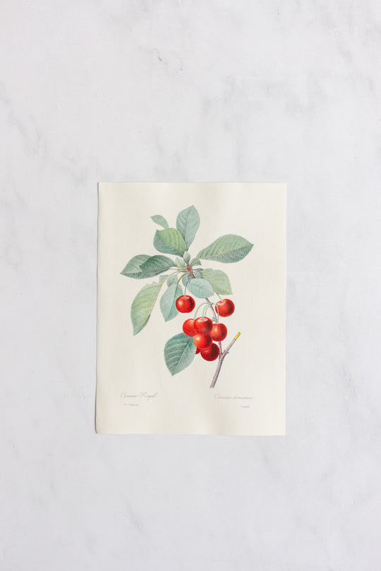 1950s french PJ Redouté botanical lithograph: fleurs et fruits