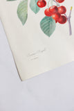 1950s french PJ Redouté botanical lithograph: fleurs et fruits