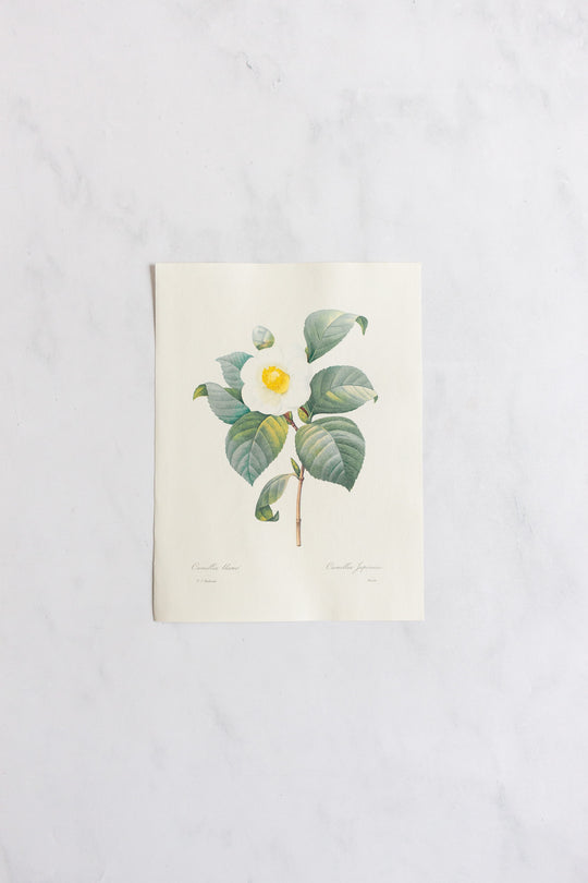 1950s french PJ Redouté botanical lithograph: fleurs et fruits