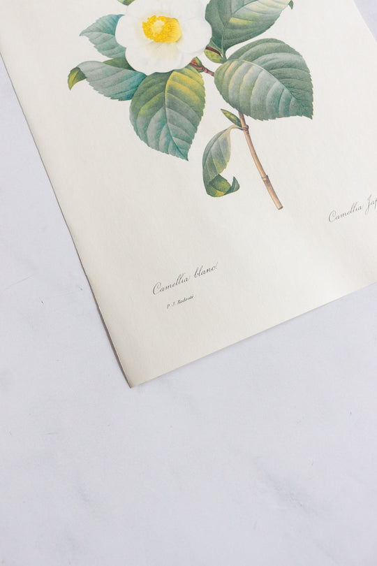 1950s french PJ Redouté botanical lithograph: fleurs et fruits