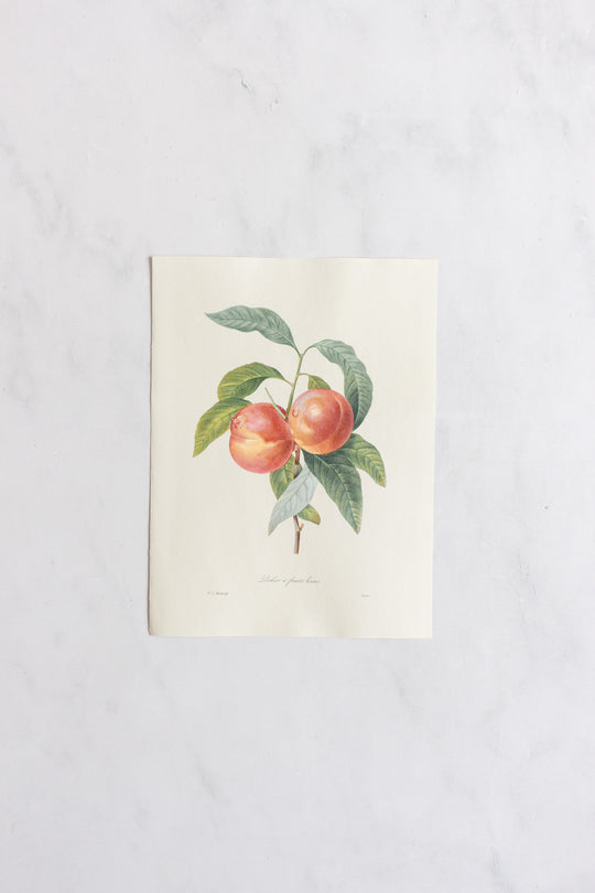 1950s french PJ Redouté botanical lithograph: fleurs et fruits