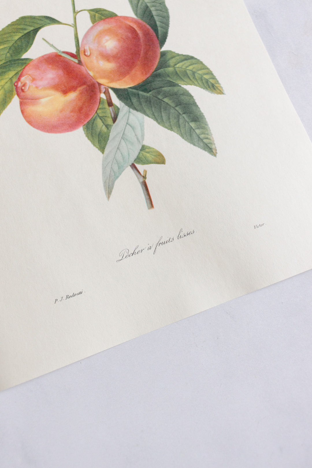 1950s french PJ Redouté botanical lithograph: fleurs et fruits