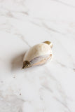 19th century French silver and seashell snuff box