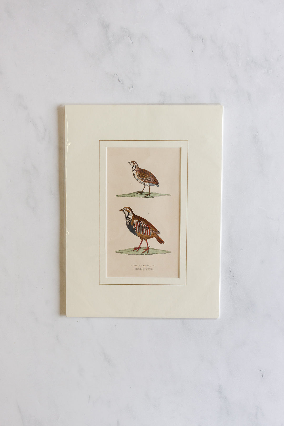 antique ornithological prints