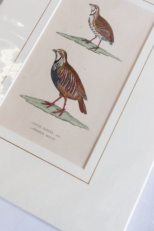 antique ornithological prints