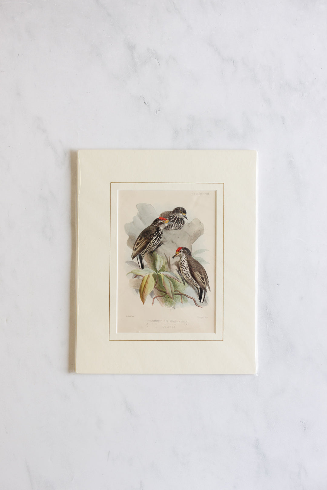 antique ornithological prints