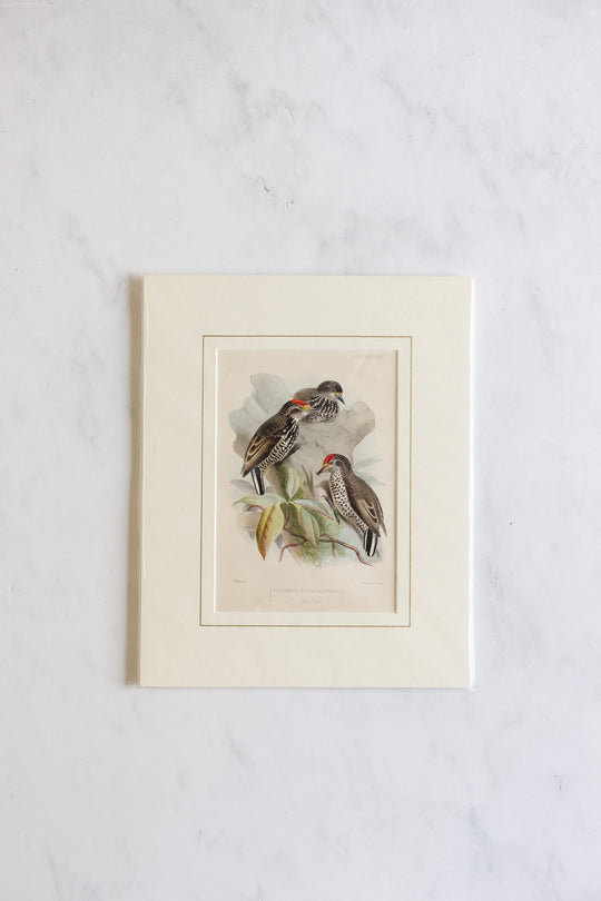 antique ornithological prints