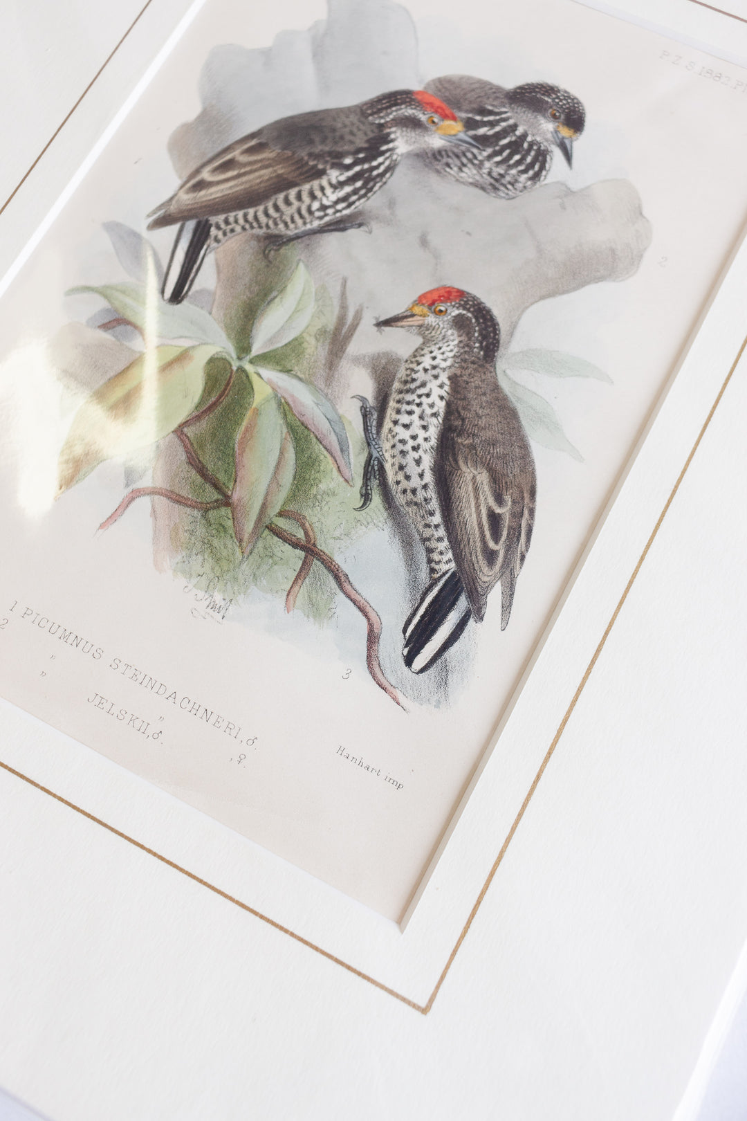 antique ornithological prints